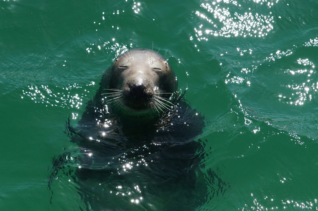 Best Places To See Seals In Maine: Everything You Need To Know - Jet Jotter